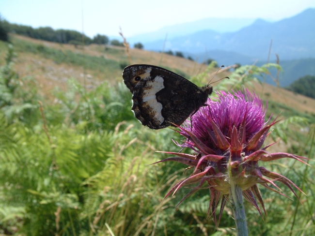 Hipparchia sp.